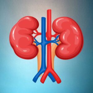 Kidney Function Test in Hyderabad At Aadhunikalab